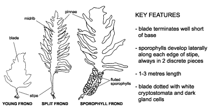 Undaria pinnatifida. Diagram courtesy of National Introduced Marine Pest Information System (NIMPIS), Sanderson 1990.