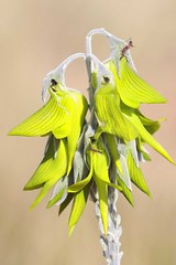 Day 3 - Photo 3: Green Bird Flower