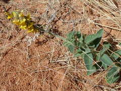 Day 4 - Photo 4: Low Rattle-pod