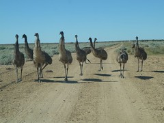 Emu