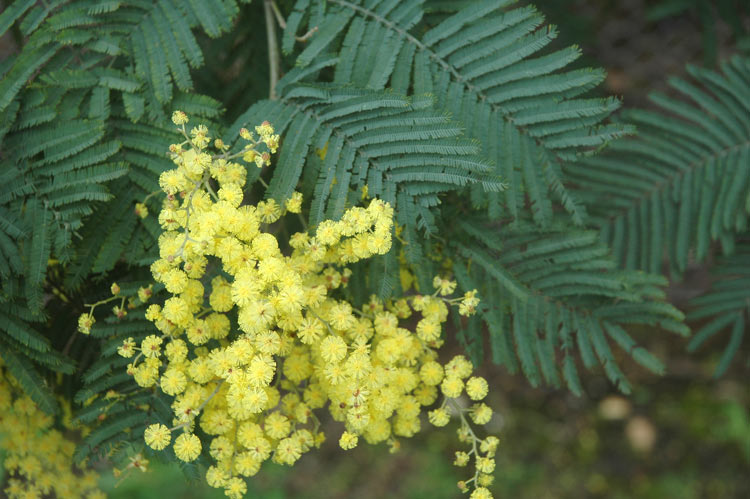 Acacia dealbata Link Acacia dealbata Link taken by Richardson, R.G. & F.J.