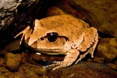 Fleay's barred frog, Myxophyes fleayi. Endangered species, south-east Queensland. Photo courtesy of Bruce Thomson. © Bruce Thomson. Fleay's barred frog, Myxophyes fleayi. Endangered species, south-east Queensland. Photo courtesy of Bruce Thomson. © Bruce Thomson.