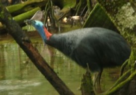 cassowary