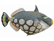 clowntriggerfish_main-ashx