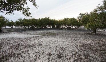 Cape Keraudren mangroves Cape Keraudren mangroves