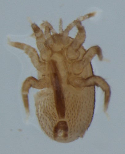 Mite