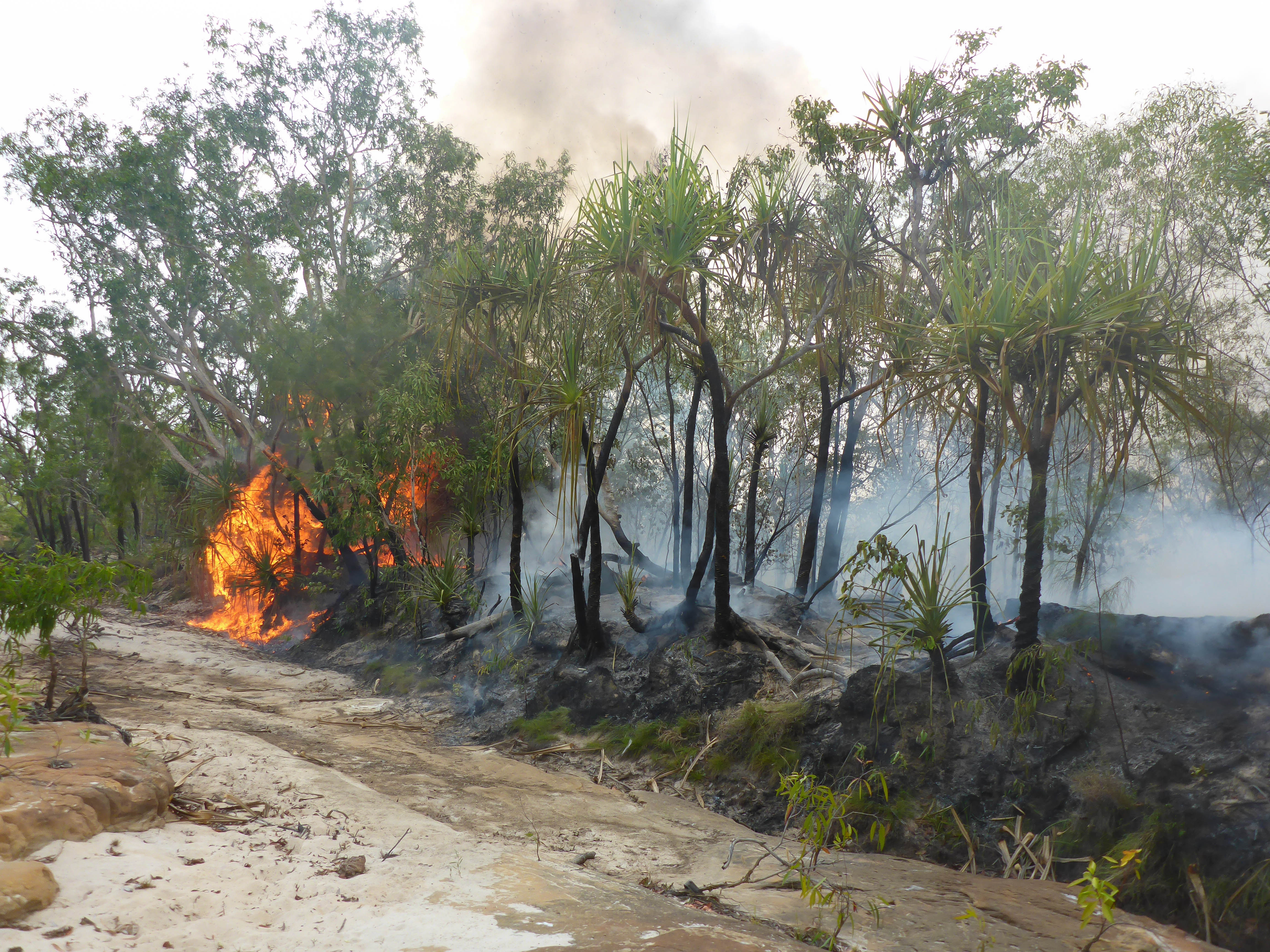 Fire near the study area