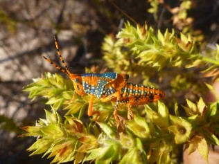 Leichhardt’s Grasshopper Photo of Leichhardt’s Grasshopper