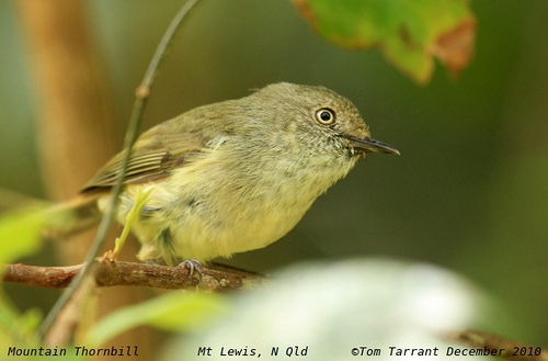 Mountain thornbill. Image by: Tom Tarrant. Licence: http://creativecommons.org/licenses/by-nc-sa/2.0/