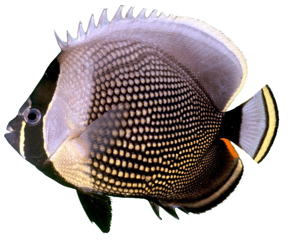 Chaetodon reticulatus : Reticulate Butterflyfish
