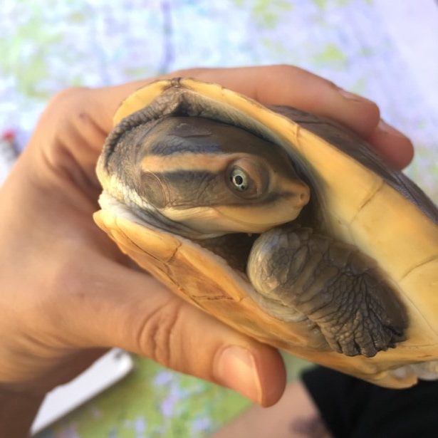 small turtle