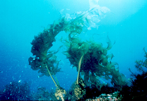 Undaria pinnatifida, Japanese Kelp. Photo: Crimp, CSIRO Marine Research.