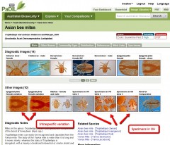 Intraspecific variation