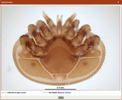 Varroa