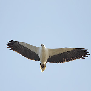 Haliaeetus leucogaster, White-bellied Sea-eagle, Photo courtesy: Leo Berzins Haliaeetus leucogaster, White-bellied Sea-eagle