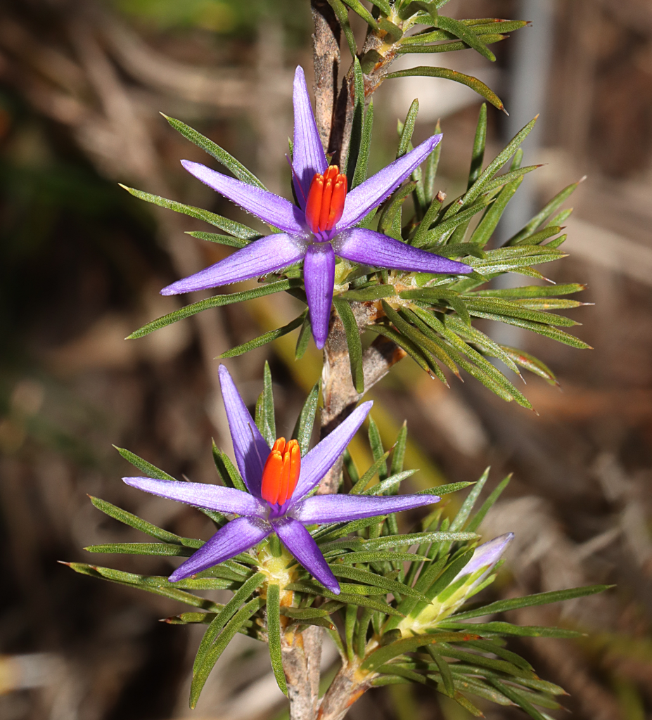 close up of two orchid flowers on a single plant. The flowers have six purple long pointed petals, and the centre of each flower is orange