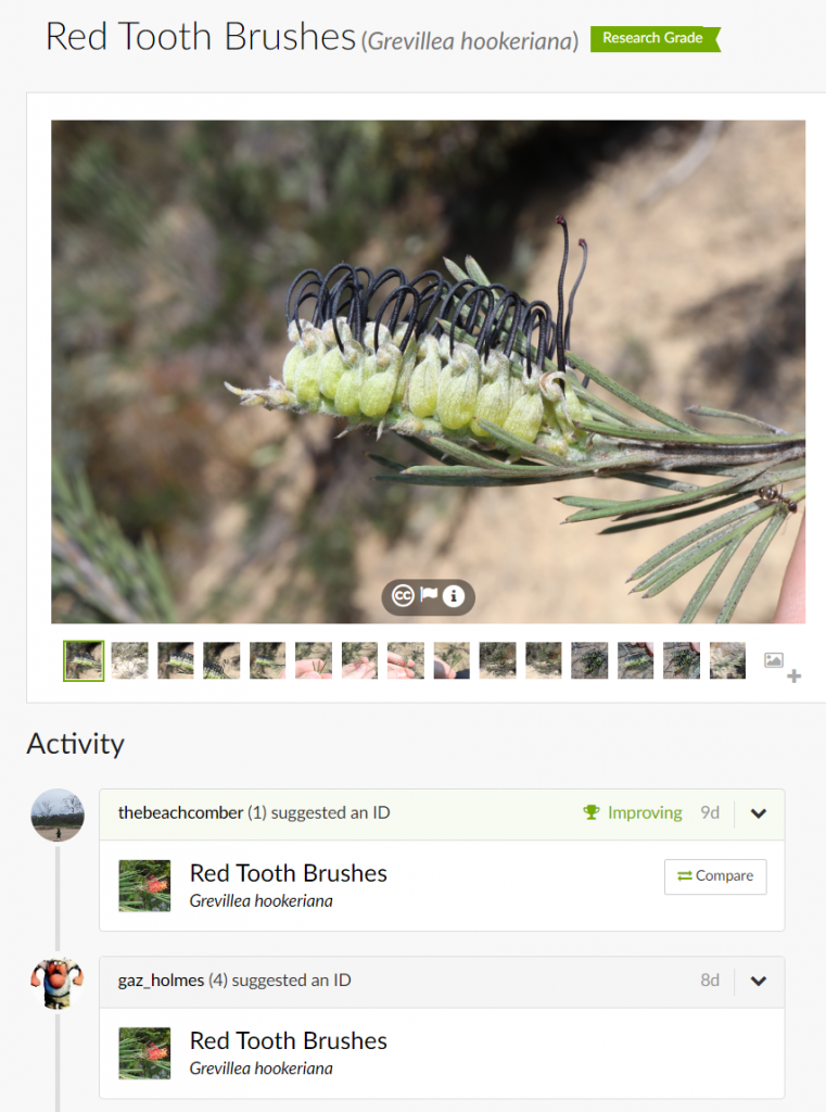 a record page with species name, research grade flag, photos and two suggested identifications